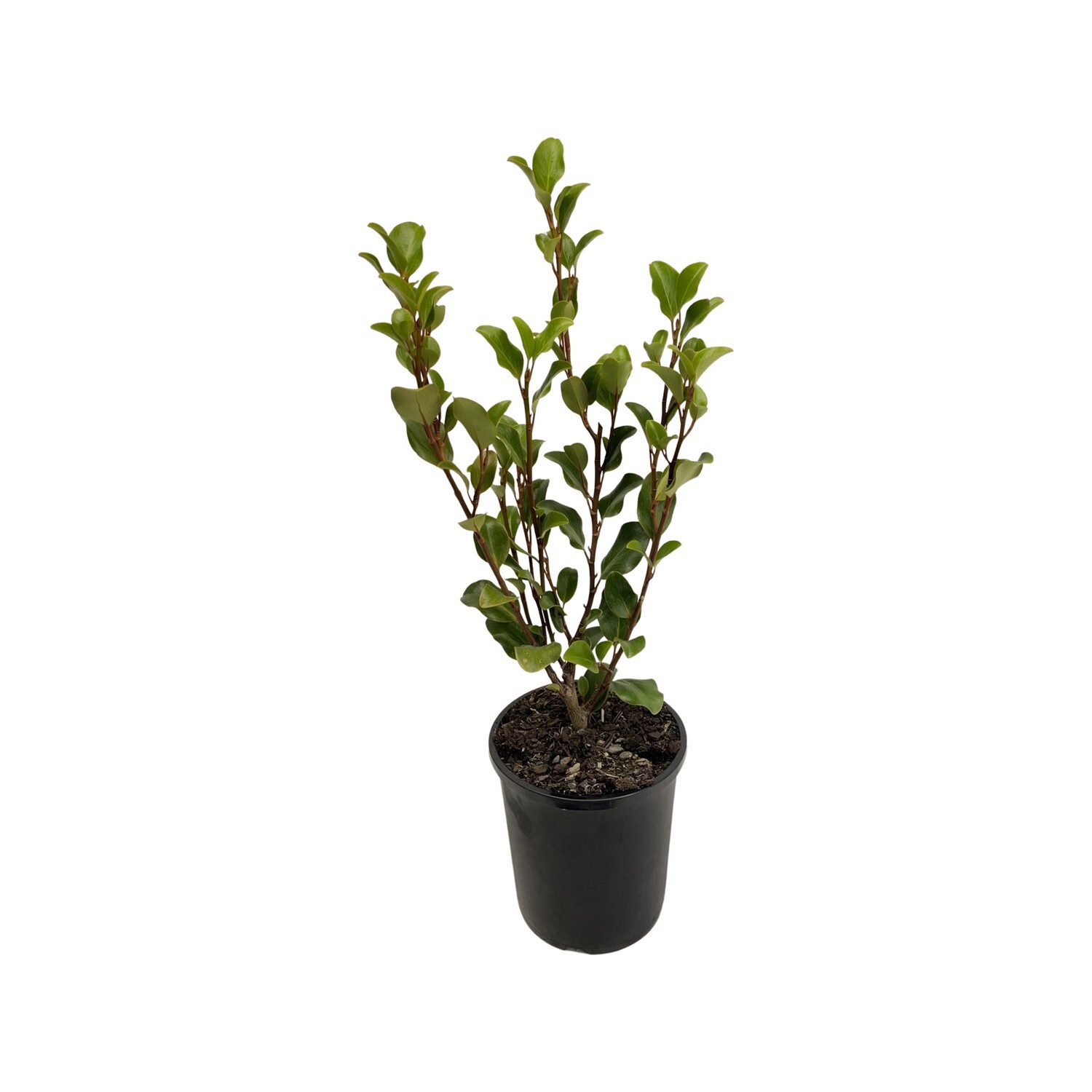 Griselinia Canterbury