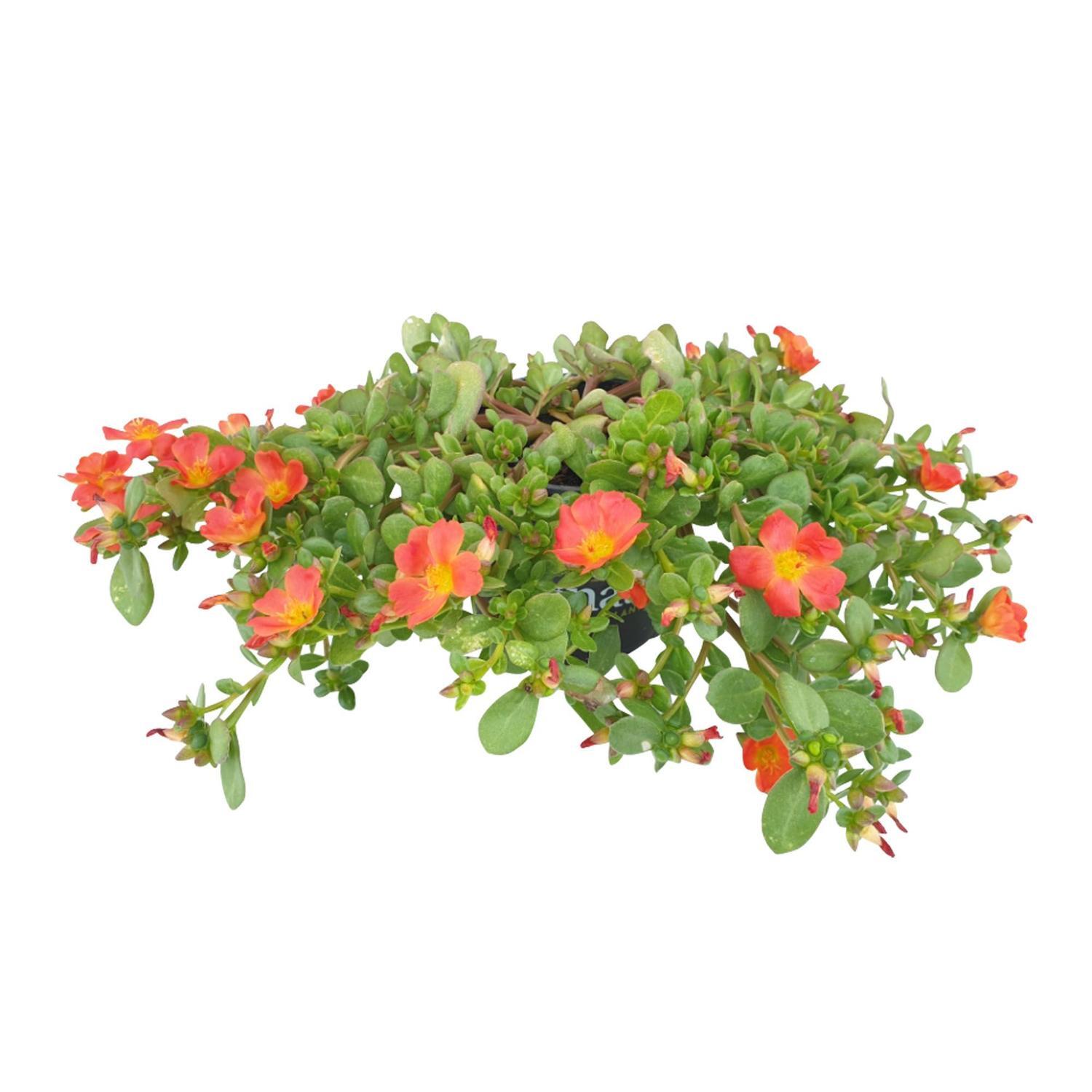 Portulaca Pizazz Tangarine
