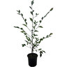 Camellia Sugar & Spice