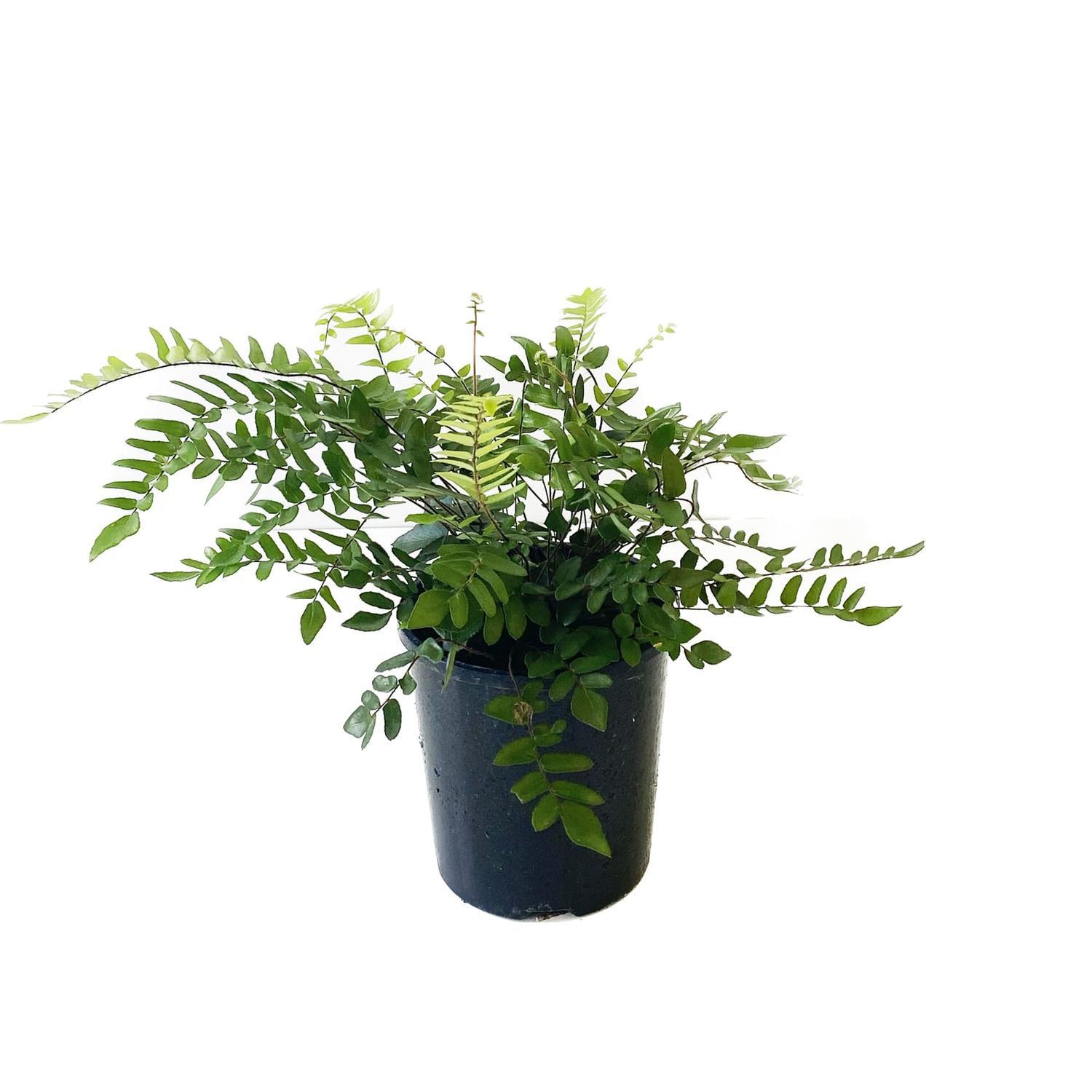Pellaea Sickle 12cm