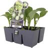 Cauliflower iStem 6 Pack