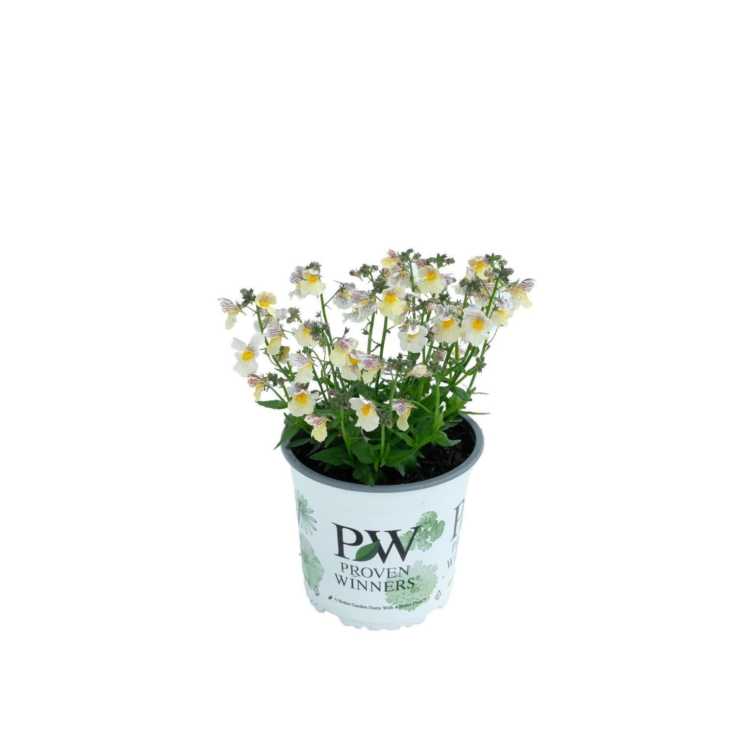 Nemesia Pera