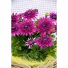 Osteospermum 3d Double Purple Explosion