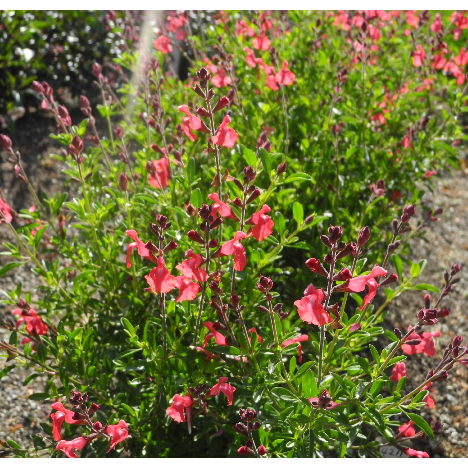 Salvia Red