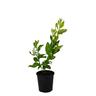 Tahitian Lime Tree