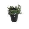 Rosemary Prostrata 1.9 litre