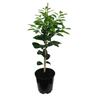 Grapefruit Golden Special, Dwarf
