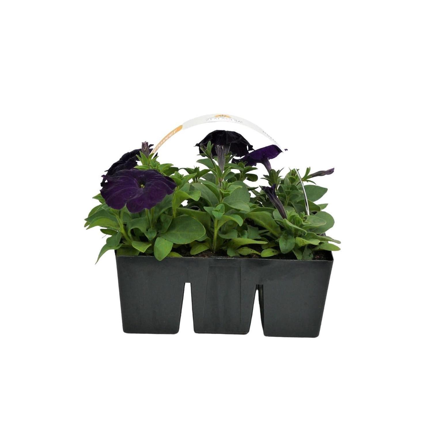 Petunia