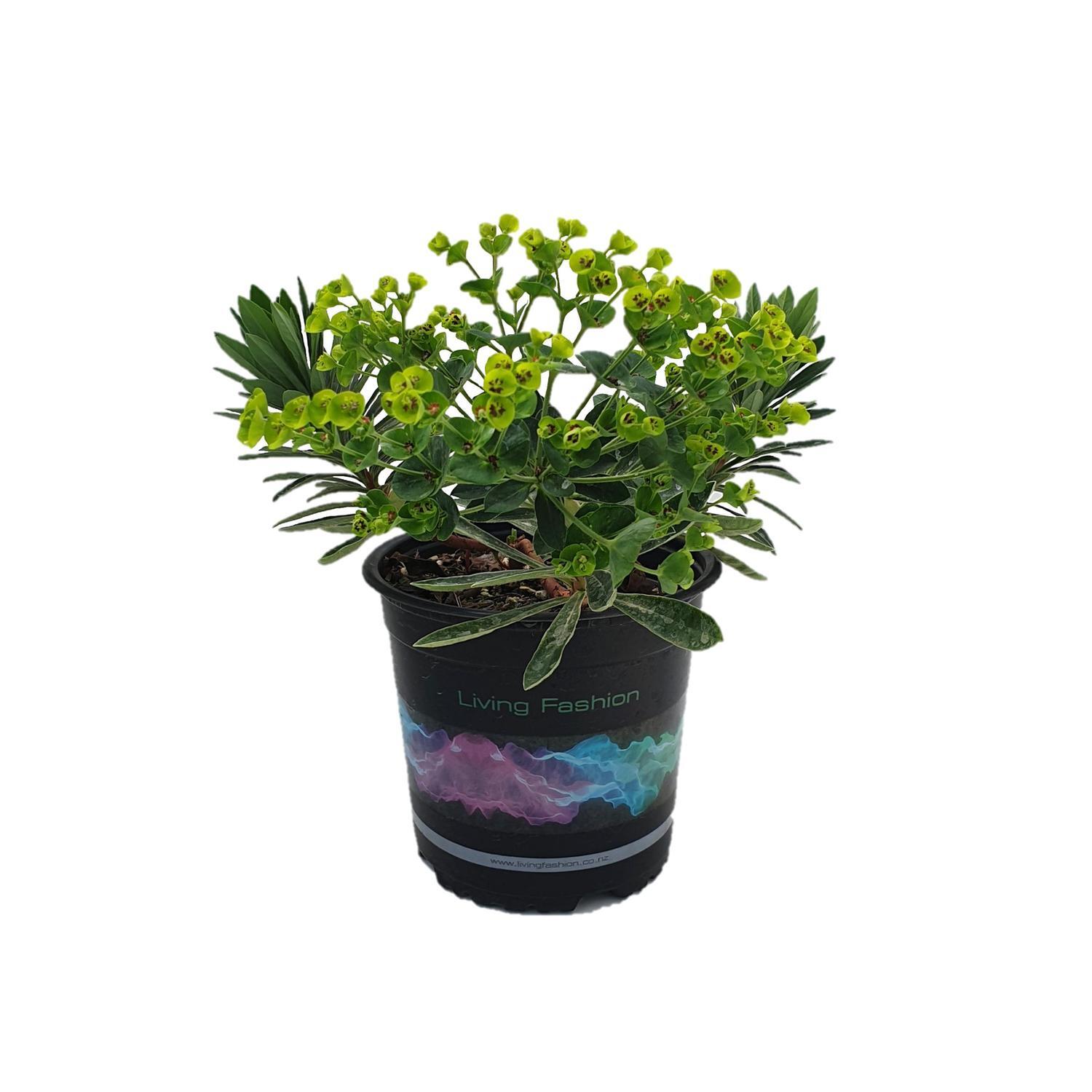 Euphorbia Ascot Jade