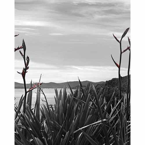 Splashback Flax Flowers
