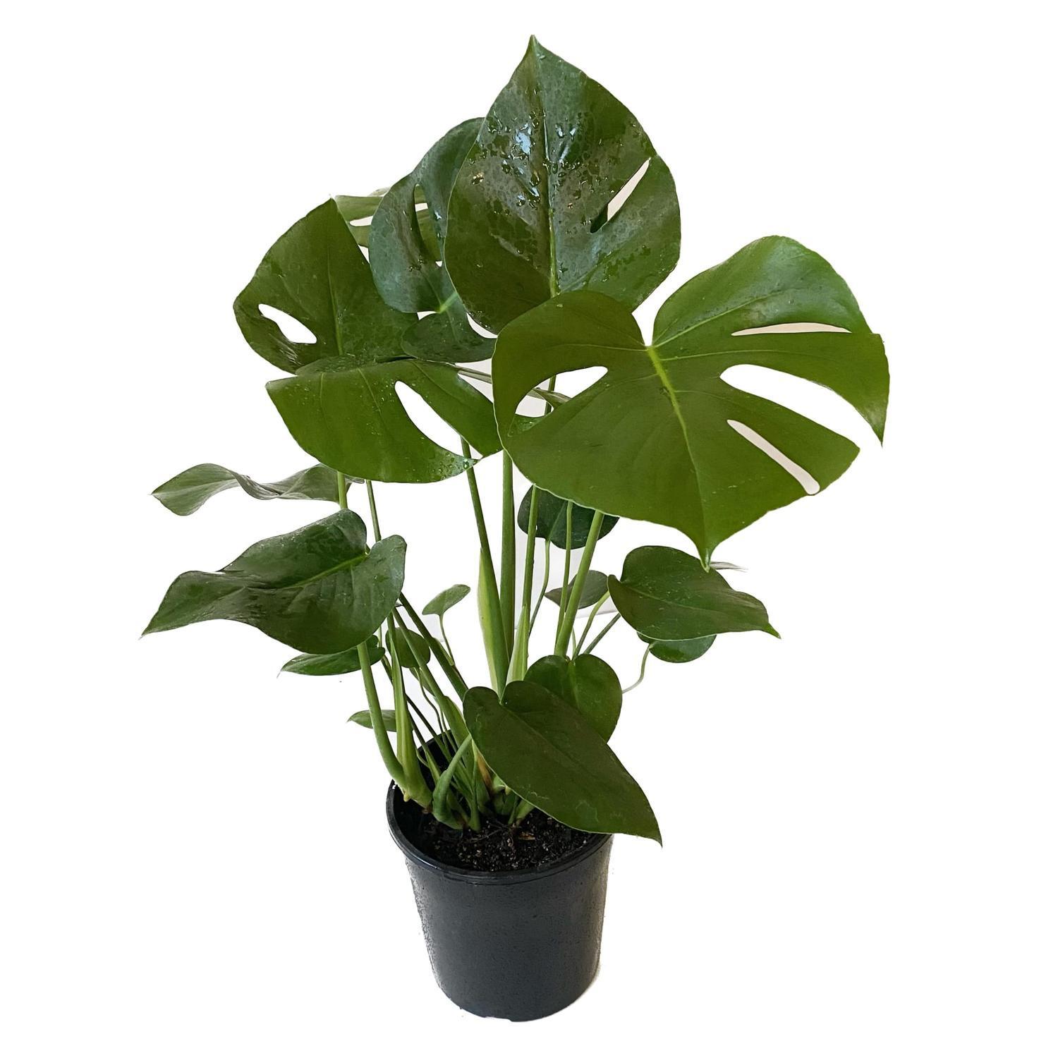Monstera Deliciosa 20cm
