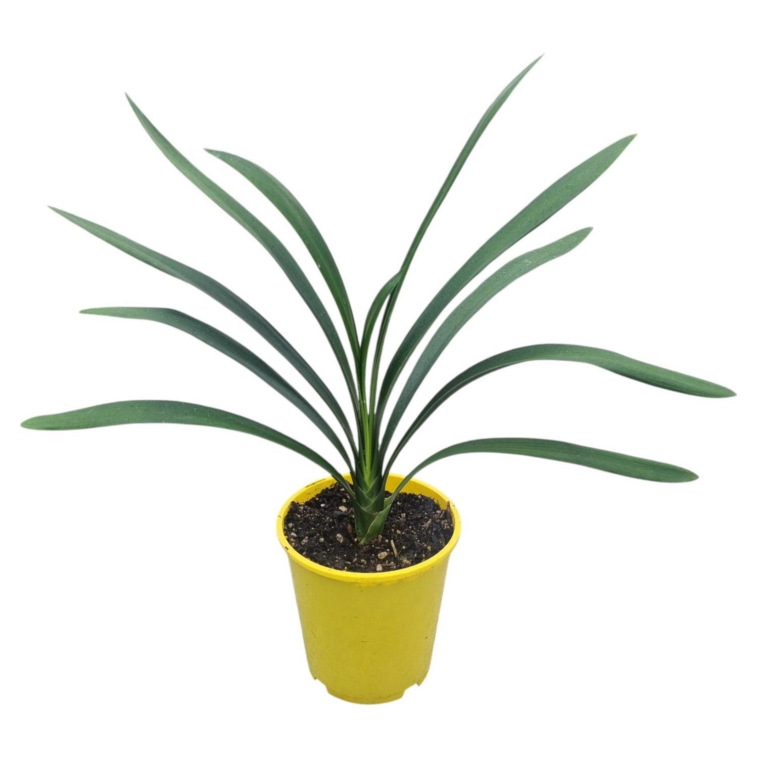 Clivia Yellow 3.3L