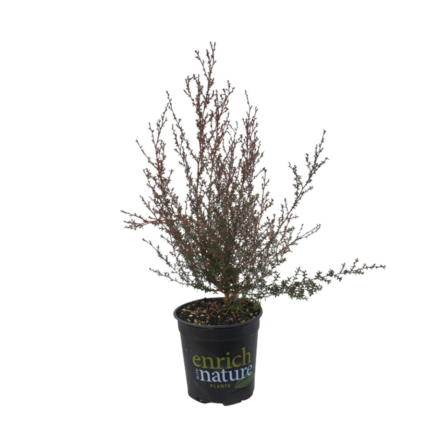 Leptospermum Wiri Kerry