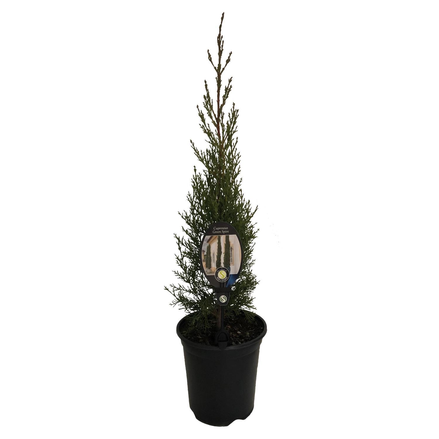 Cupressus Green Spire