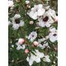 Leptospermum Princess Anne