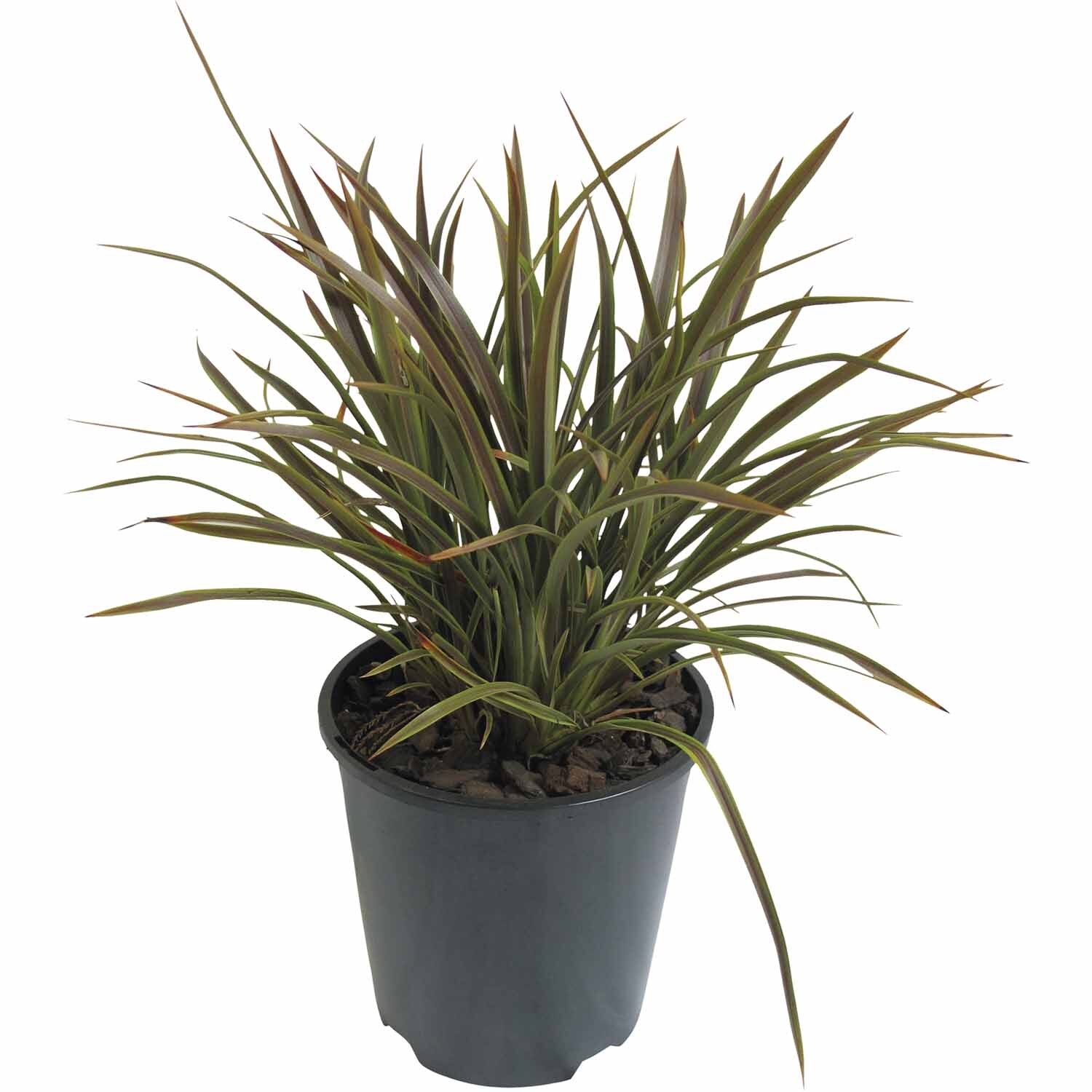 Phormium Stripy Mist