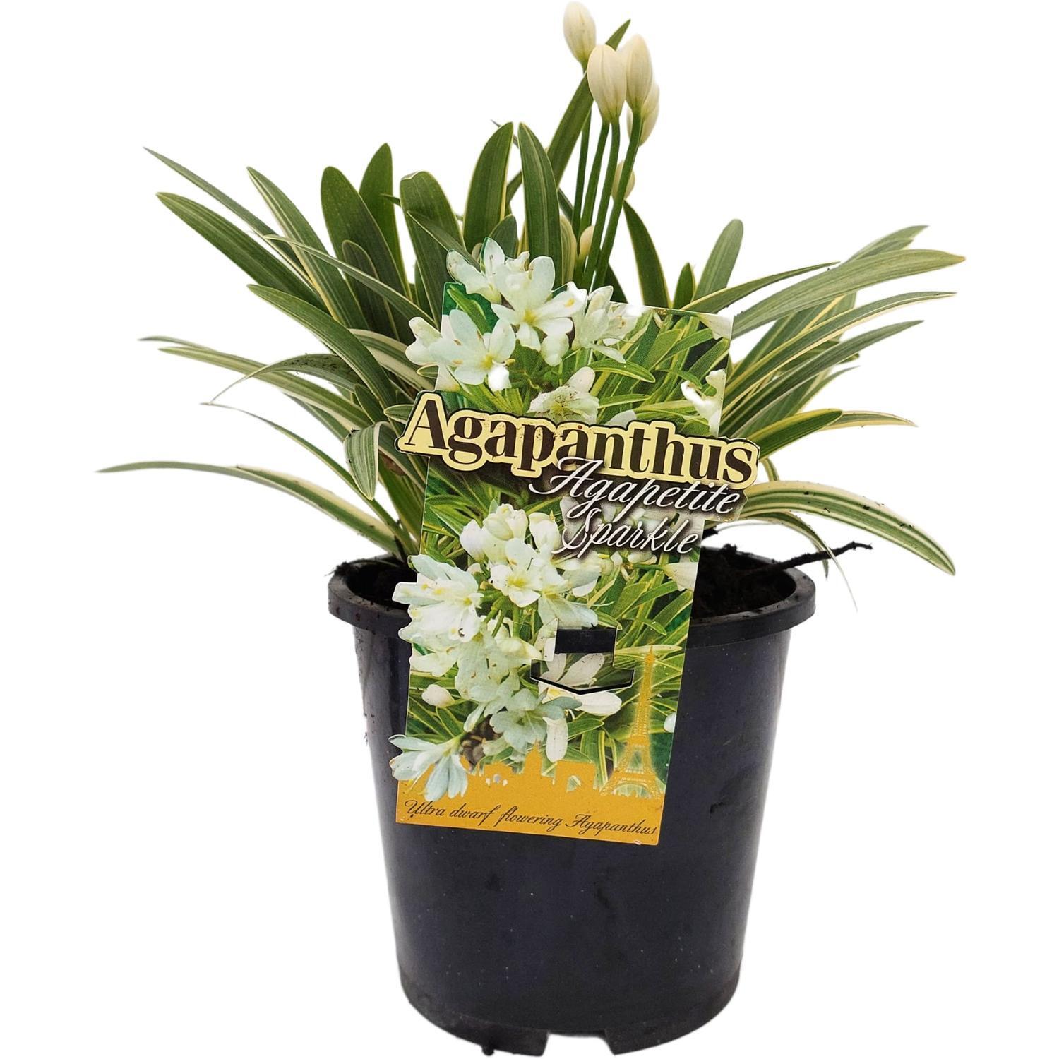 Agapanthus Agapetite Variegated