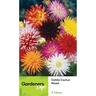 Dahlia Cactus Mixed 3 Pack