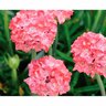 Armeria Dreamland