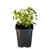 Marjoram Sweet