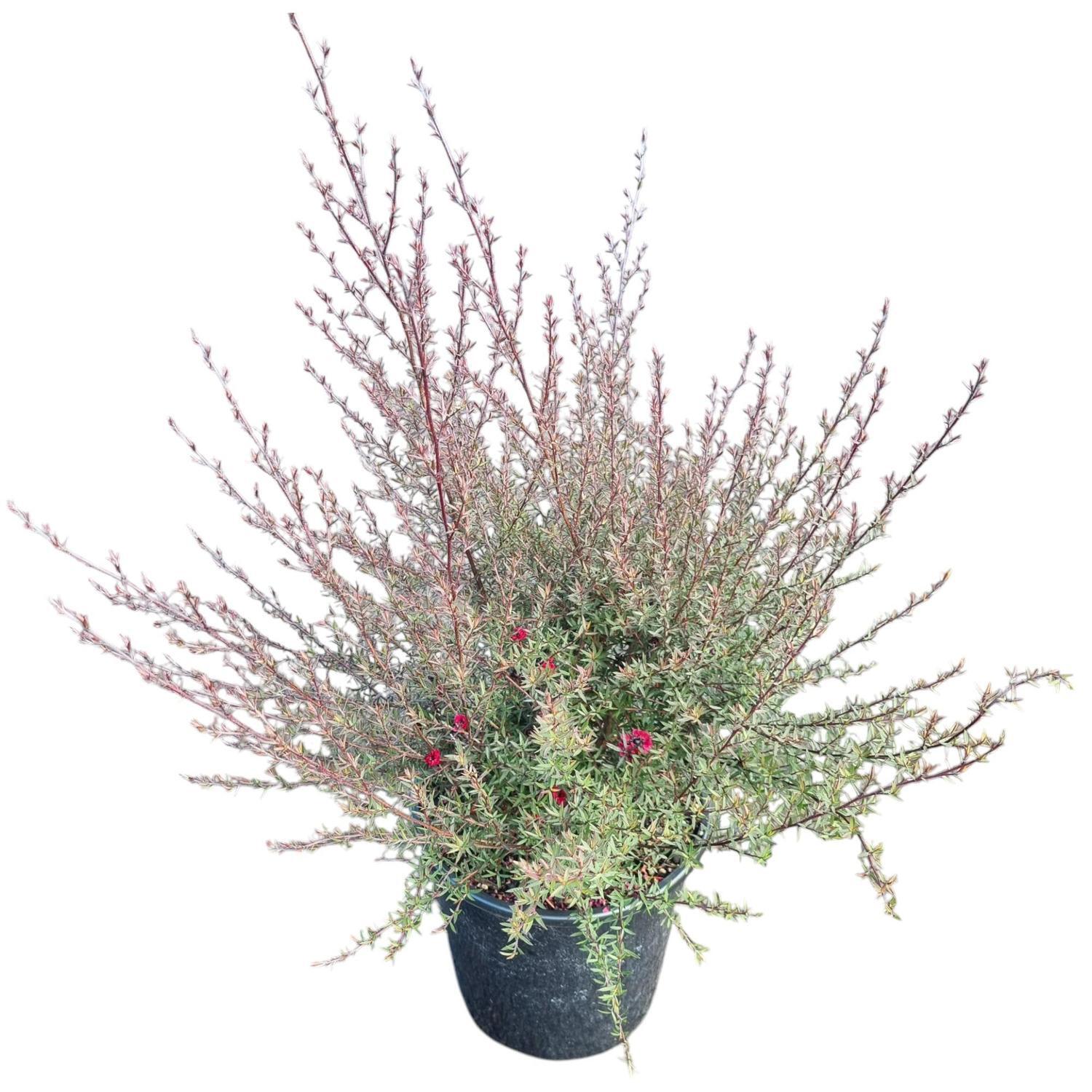 Leptospermum 'Tea Tree' Wiri Donna 4L