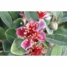 Feijoa Bambina