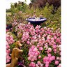 Flower Carpet Rose Pink Splash