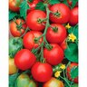 Tomato Dynamo
