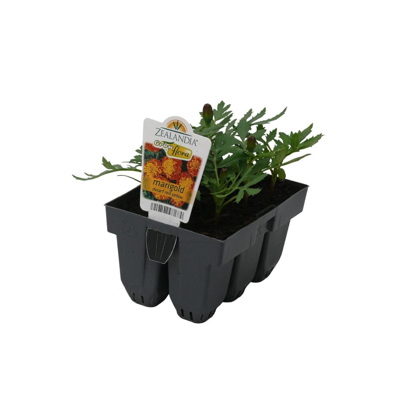 Marigold Dwarf