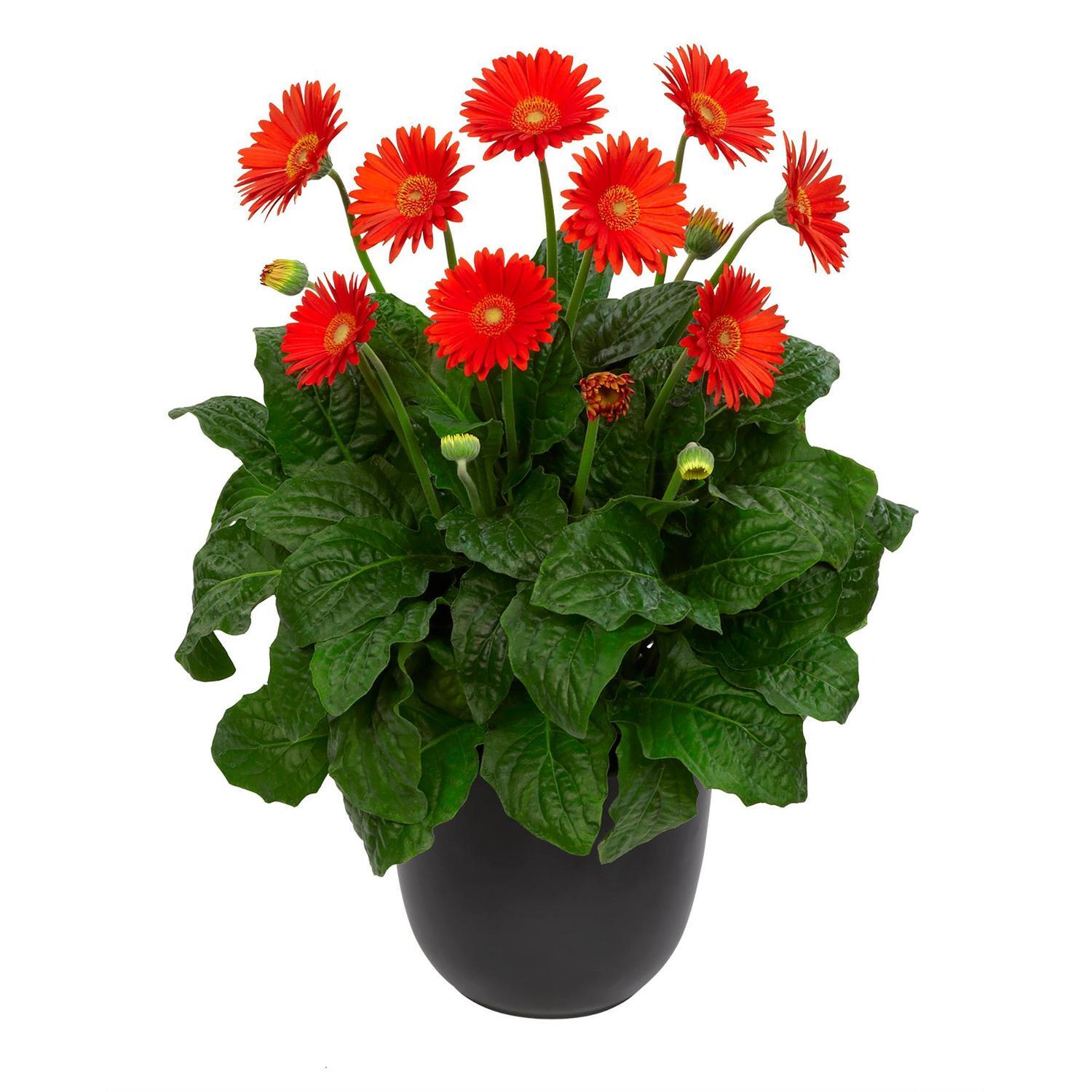 Gerbera Sweet Glow