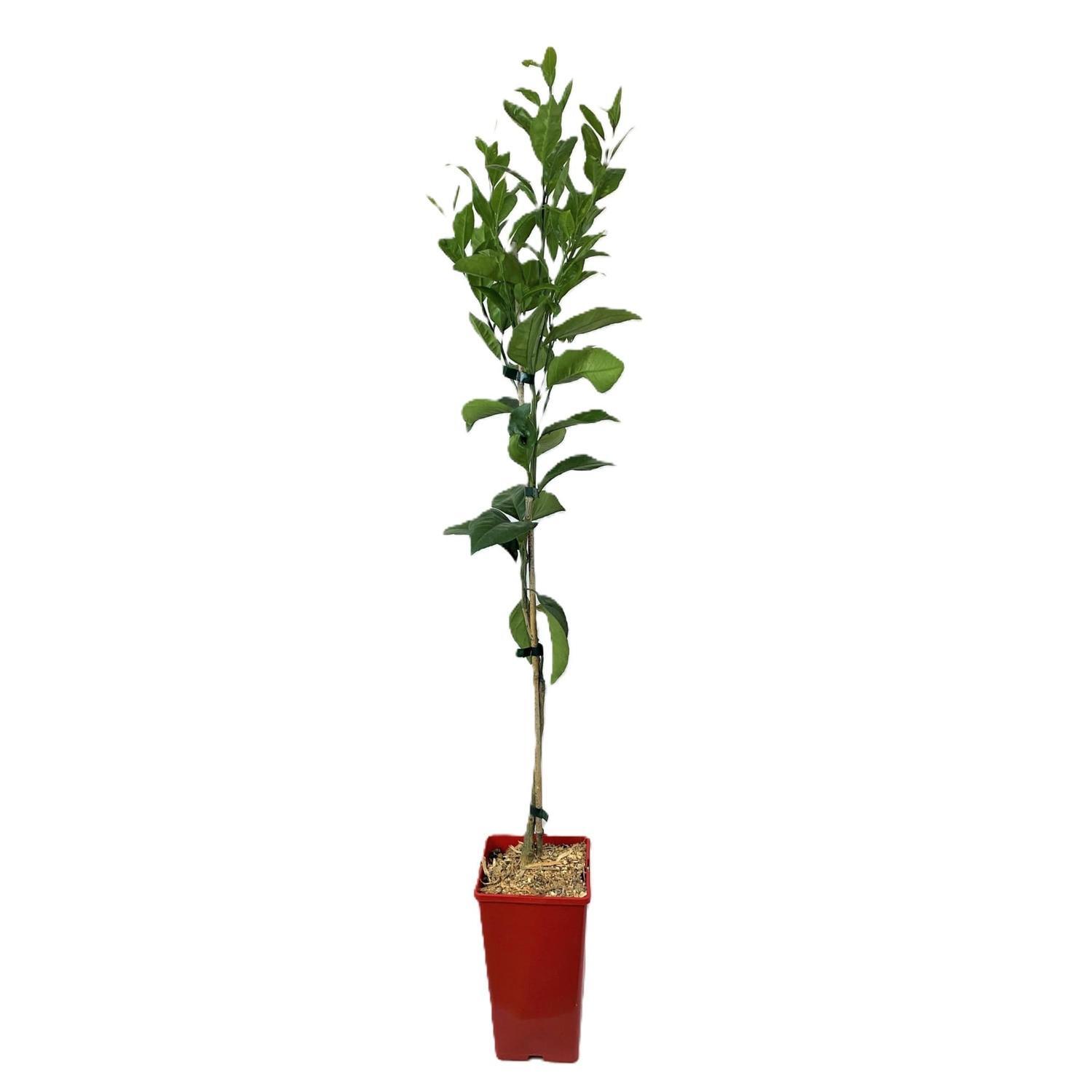 Washington Navel Orange 3 Litre