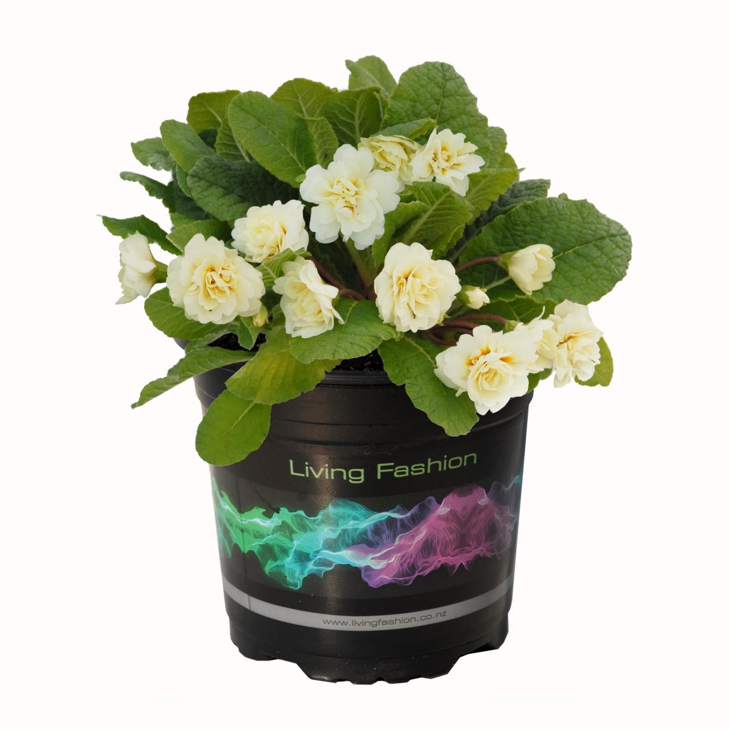 Primula Balerina Cream