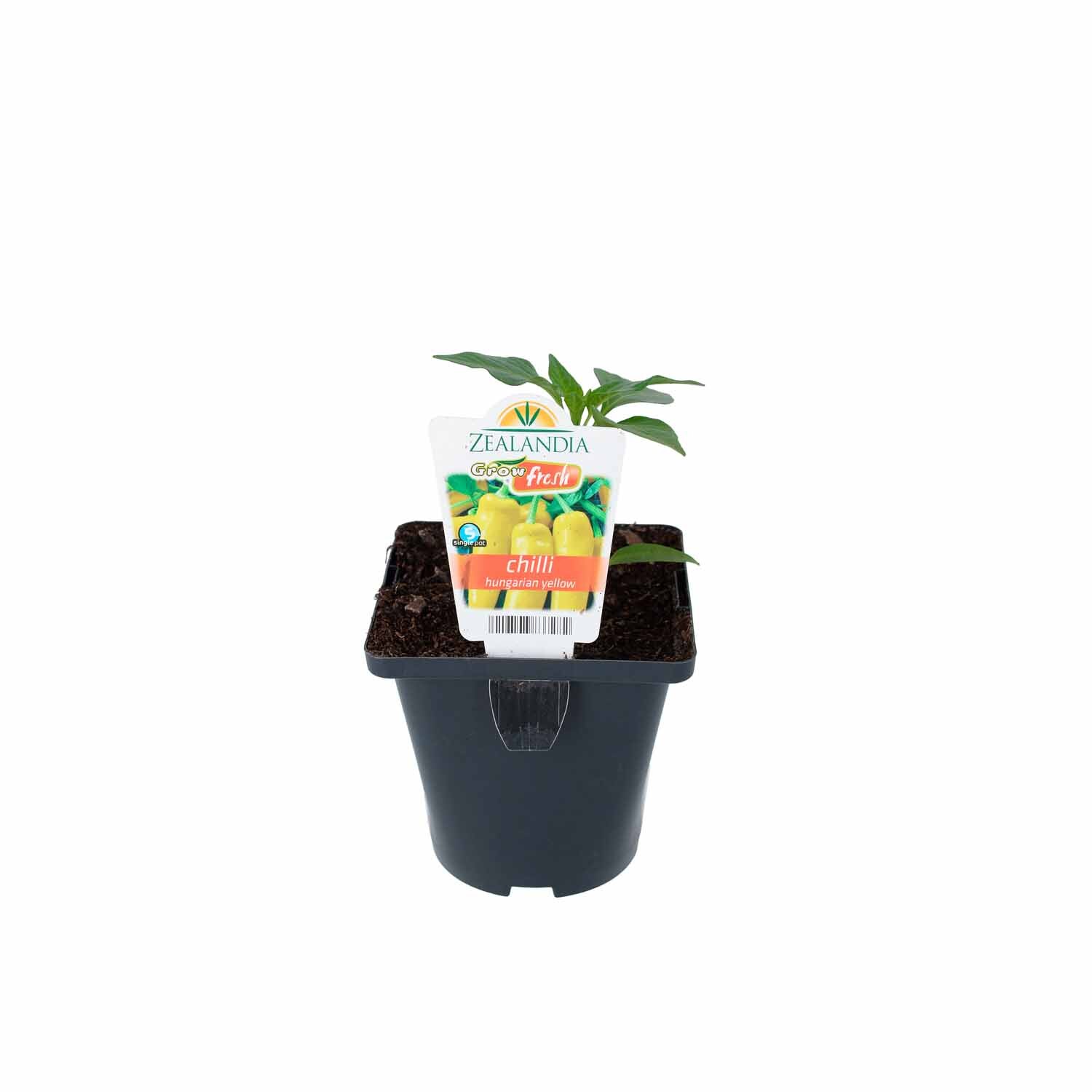 Chilli Hungarian Yellow