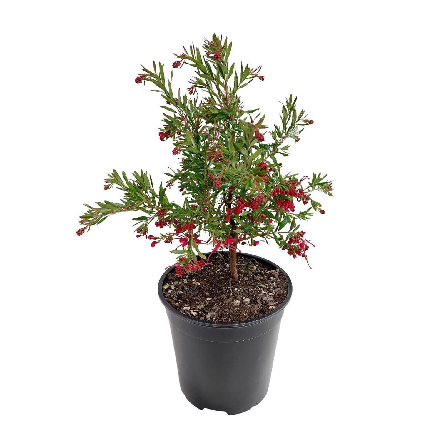 Grevillea Red Clusters