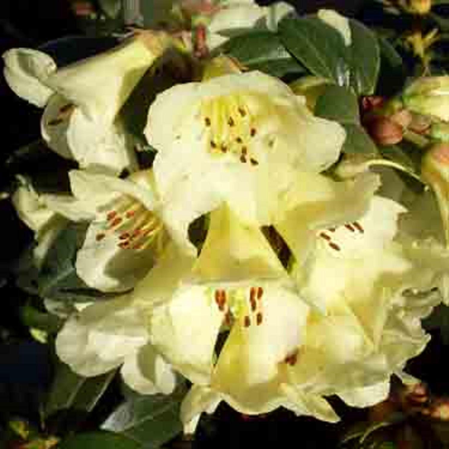 Rhododendron Lemon Mist