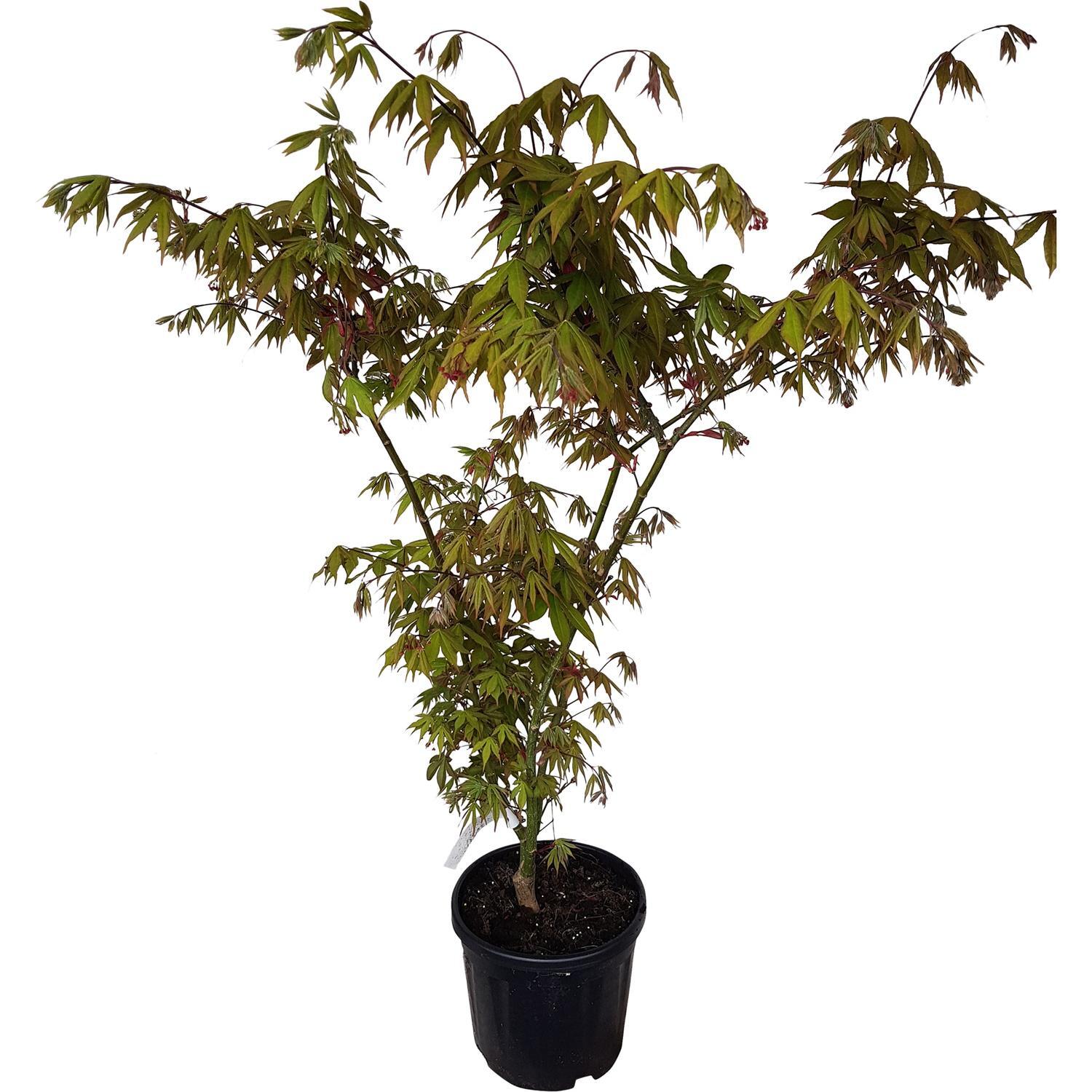 Acer palmatum Osakazuki
