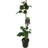 Berry Delight™ 3 litre
