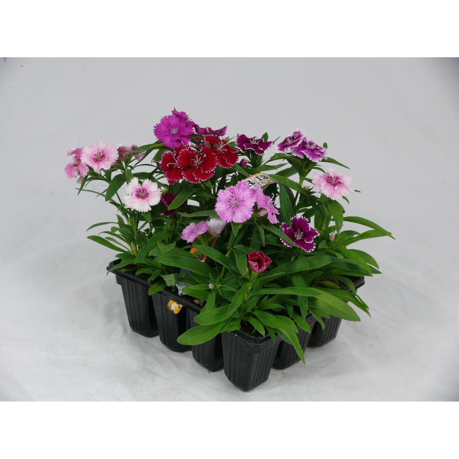 Dianthus