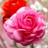 Ranunculus 'Pink'