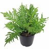Blechnum Silver Lady 2.4 litre