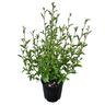 Corokia Geentys Green 2L