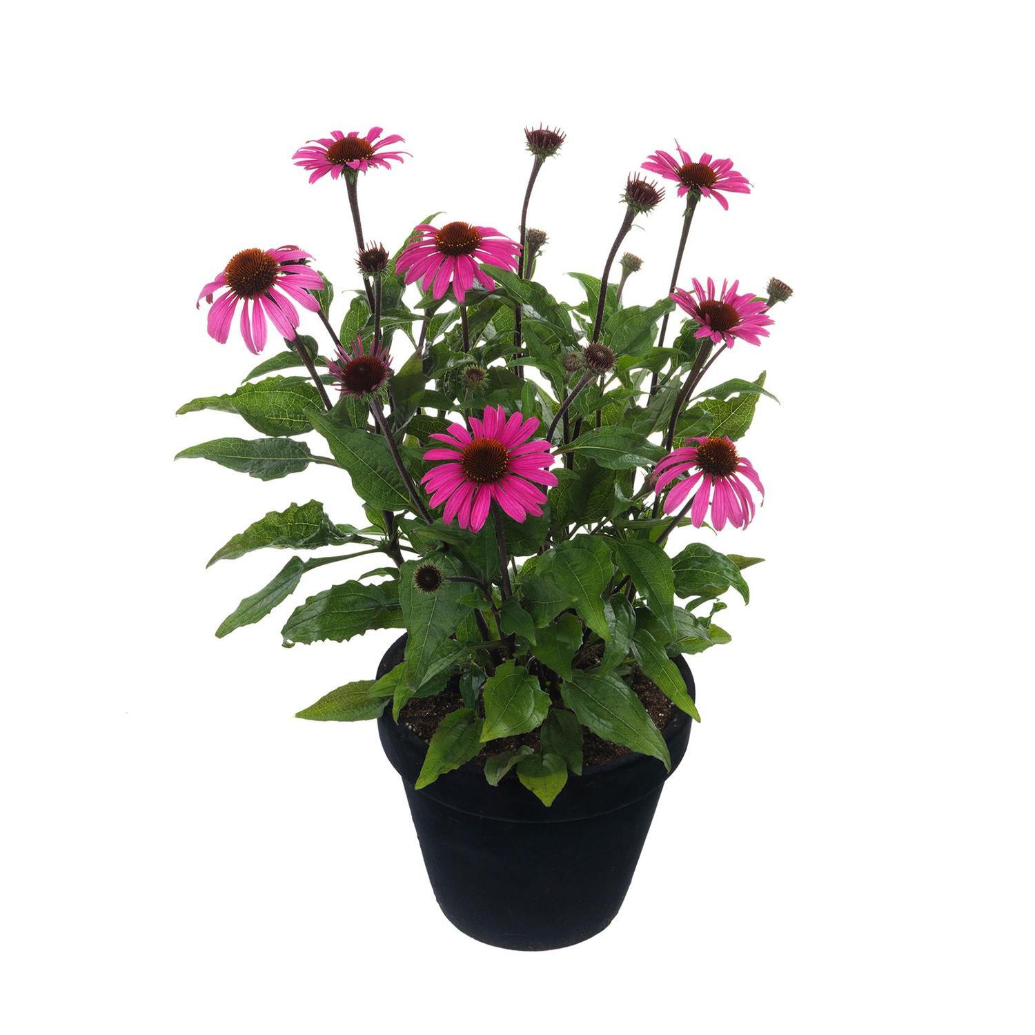 Echinacea