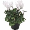 Micro Cyclamen