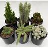 Cacti 10cm