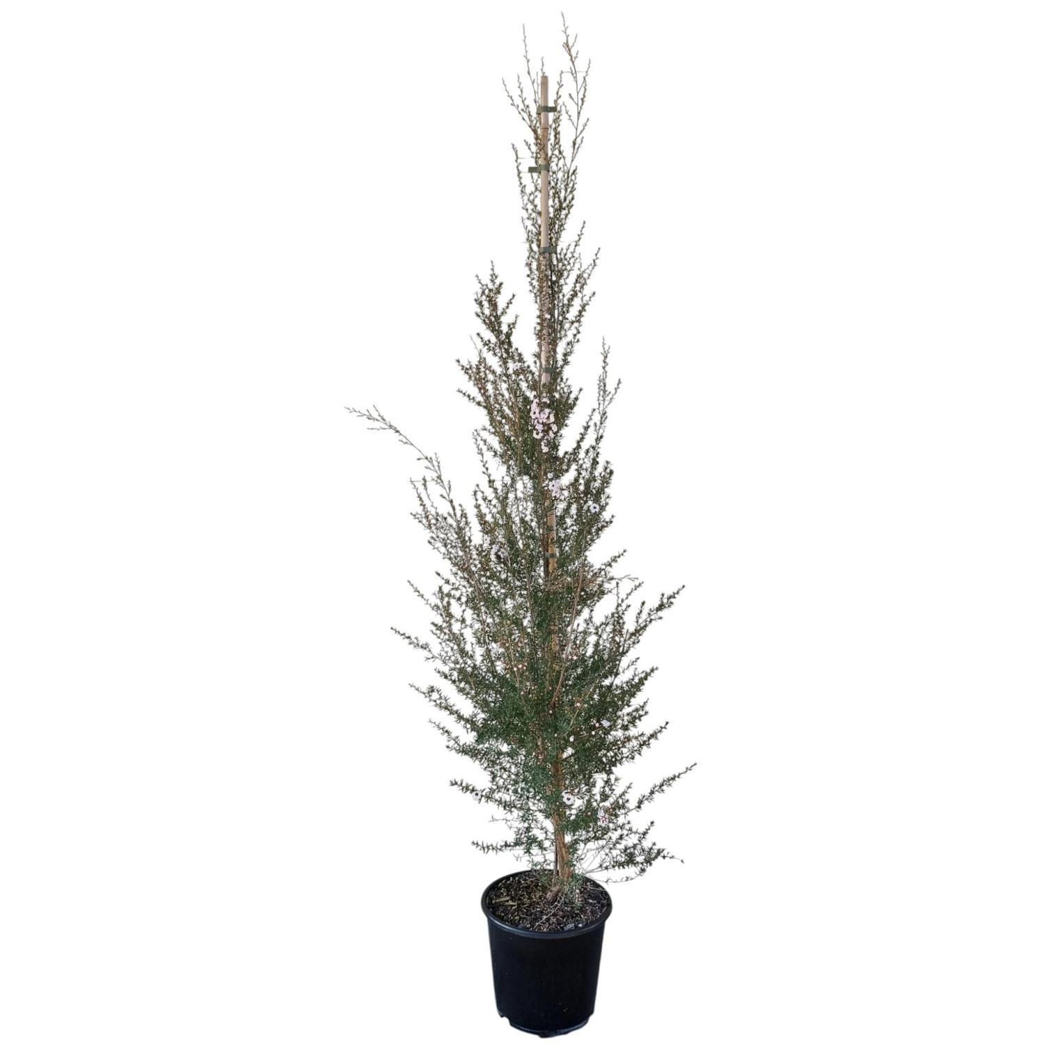 Leptospermum 'Tea Tree' Wiri Linda 8.5L
