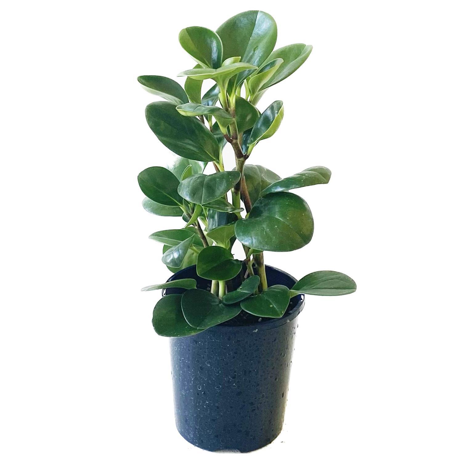 Peperomia Obtusifolia 12cm