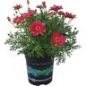 Argyranthemum Coral