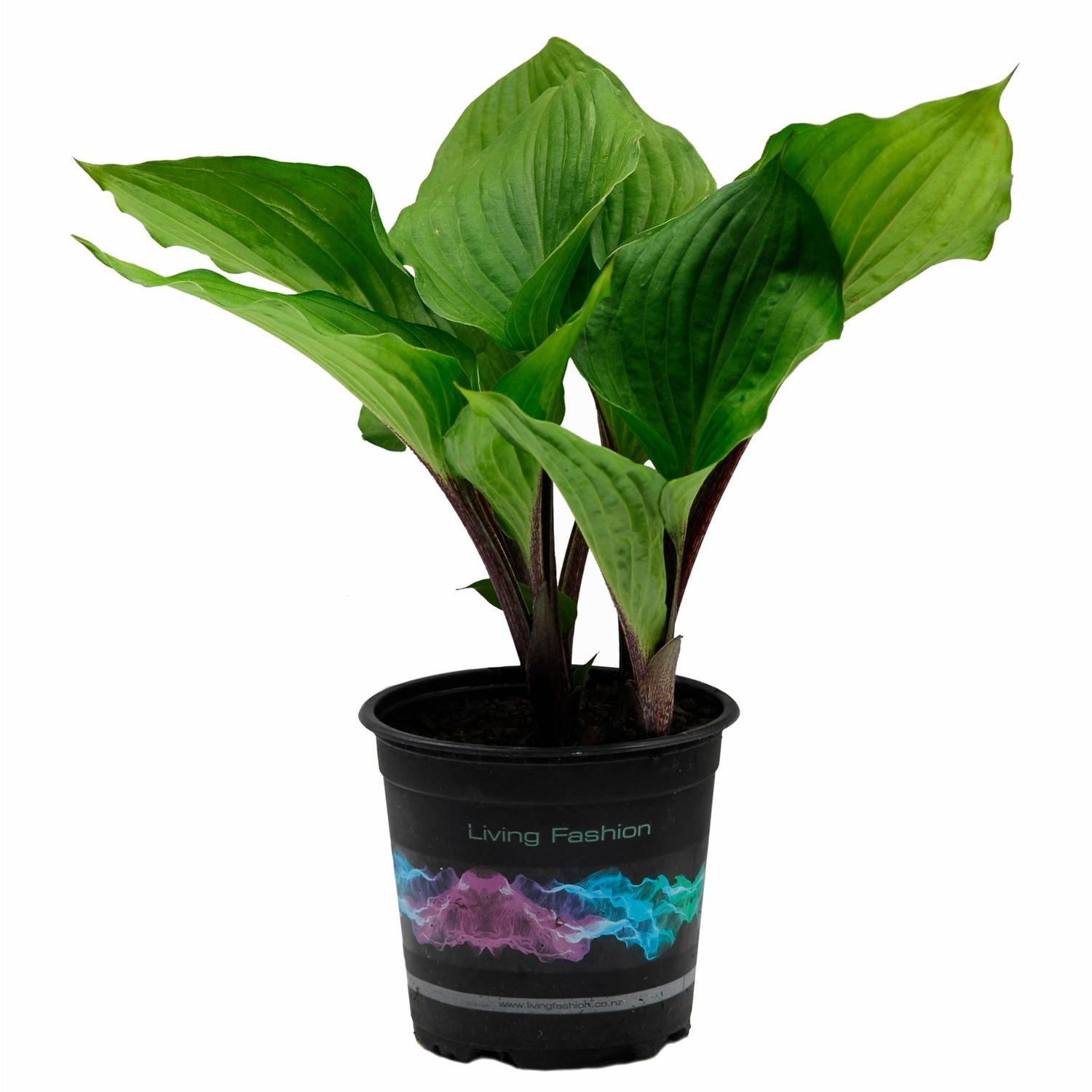 Hosta Purple Heart