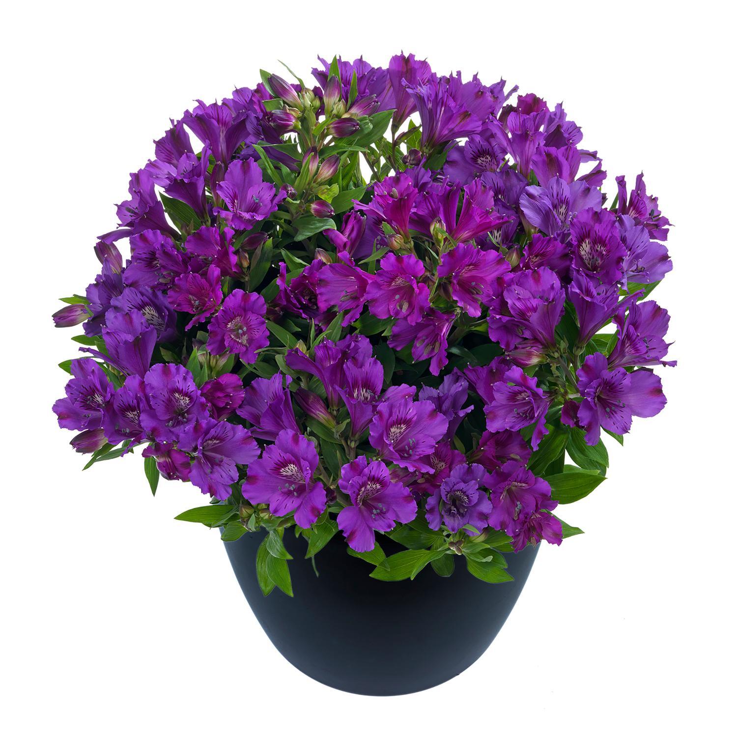 Alstroemeria Indigo
