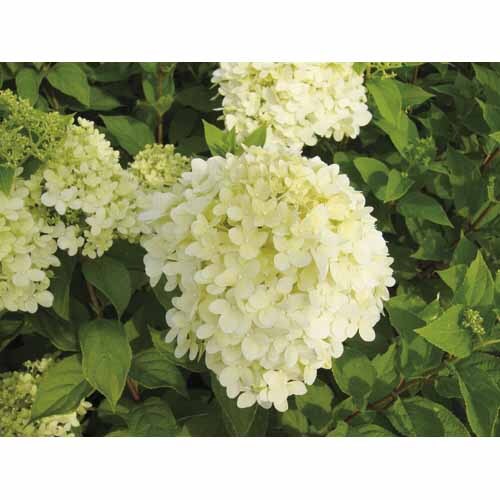Hydrangea Limelight